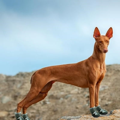 Chaussure pour Chien - DogBoots™ - Vert